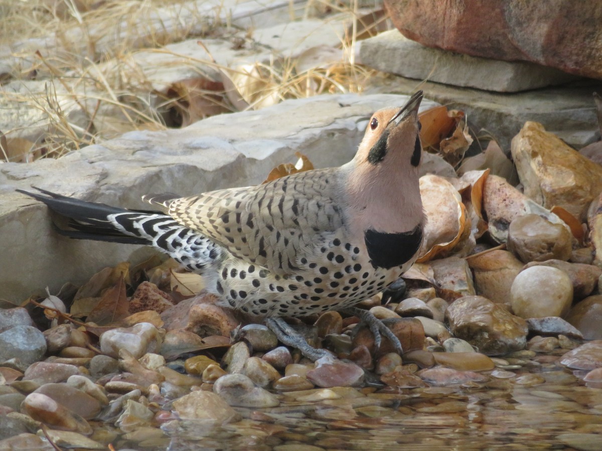 ハシボソキツツキ（auratus／luteus） - ML554167771