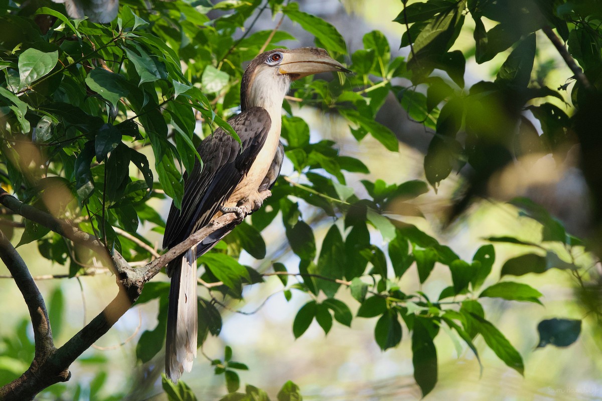 Brown Hornbill - Sam Hambly