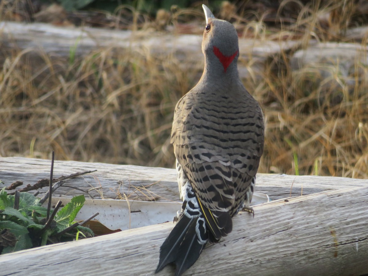 Northern Flicker (Yellow-shafted) - ML554168081