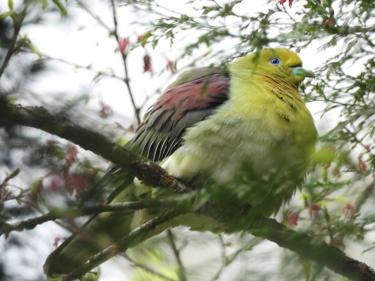 White-bellied Green-Pigeon - ML554168101