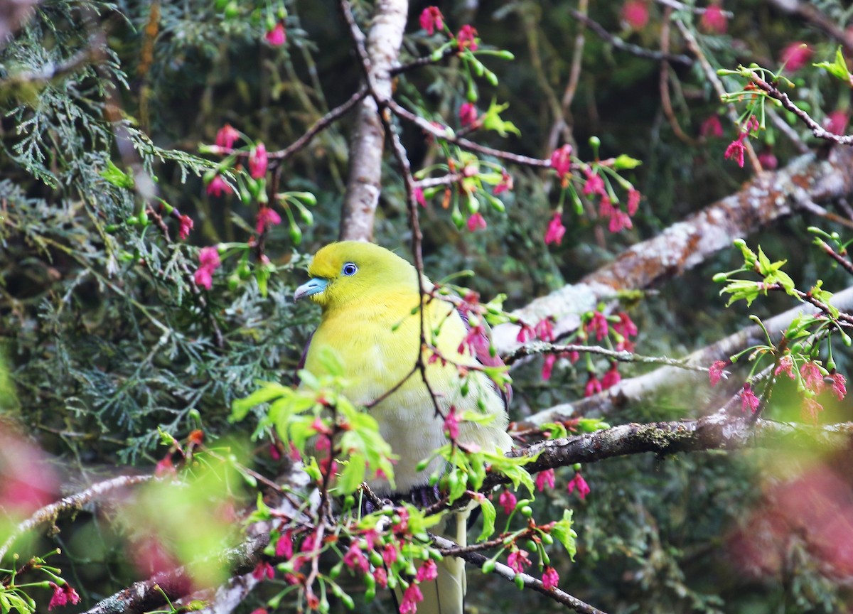 White-bellied Green-Pigeon - ML554168111