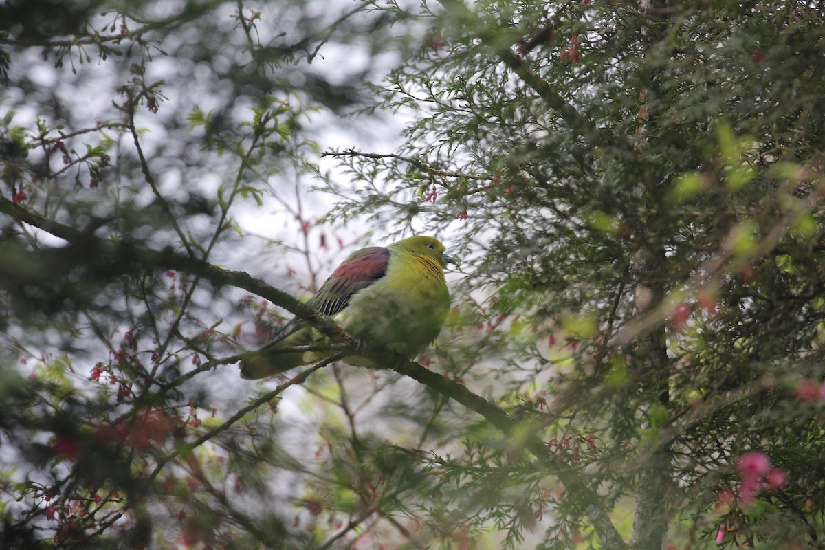White-bellied Green-Pigeon - ML554168121