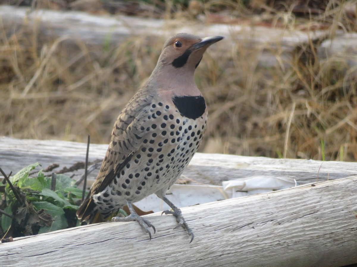 Northern Flicker (Yellow-shafted) - ML554168551