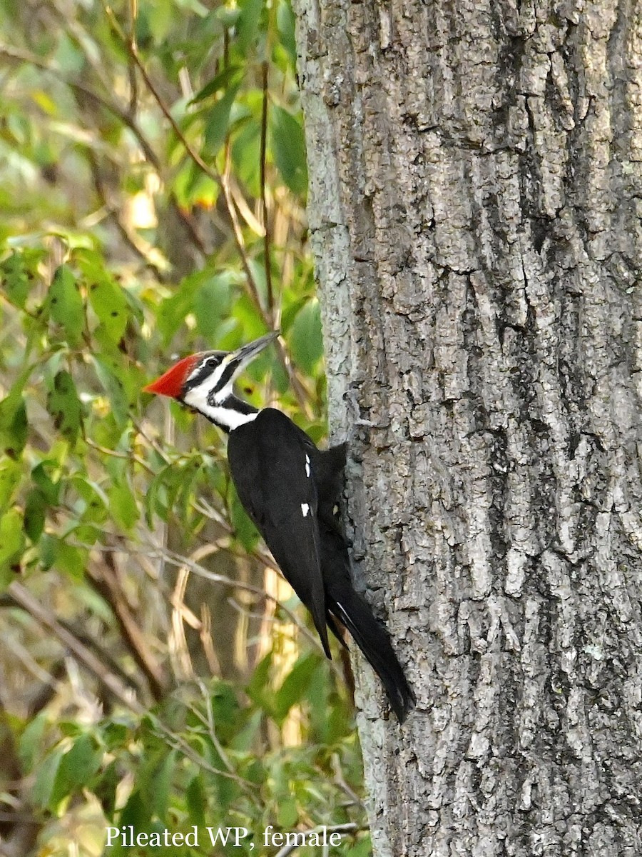 Pileated Woodpecker - ML554168841