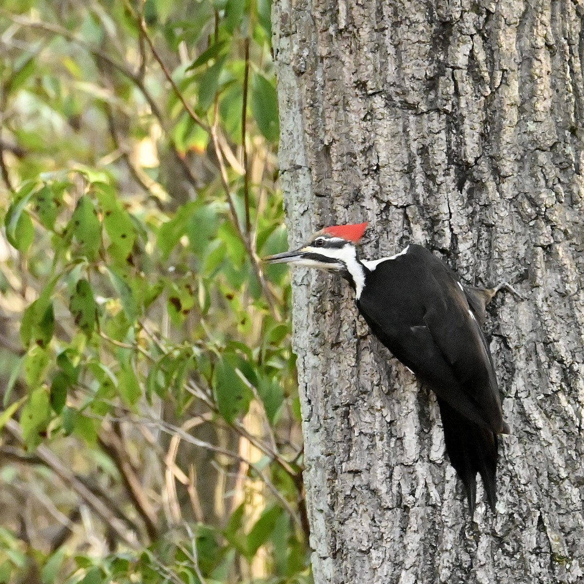 Pileated Woodpecker - Wijbren Huisman