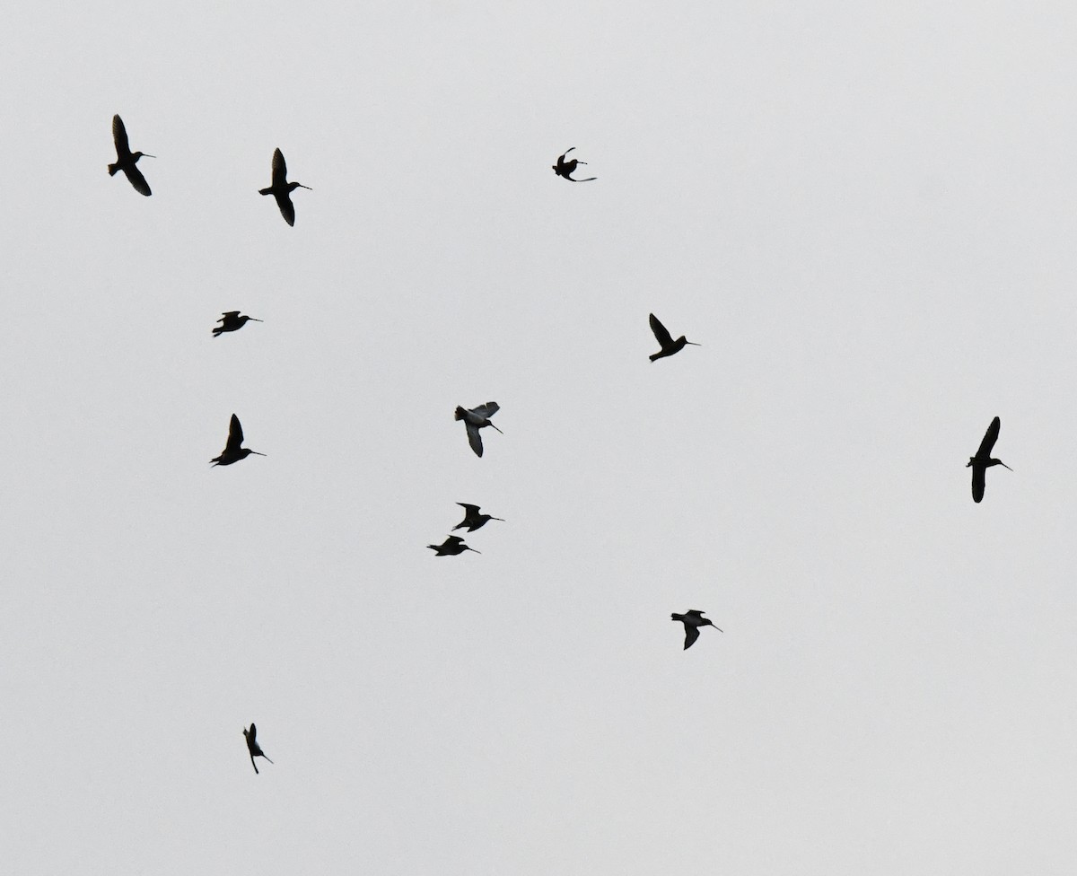 Common Snipe - ML554169971