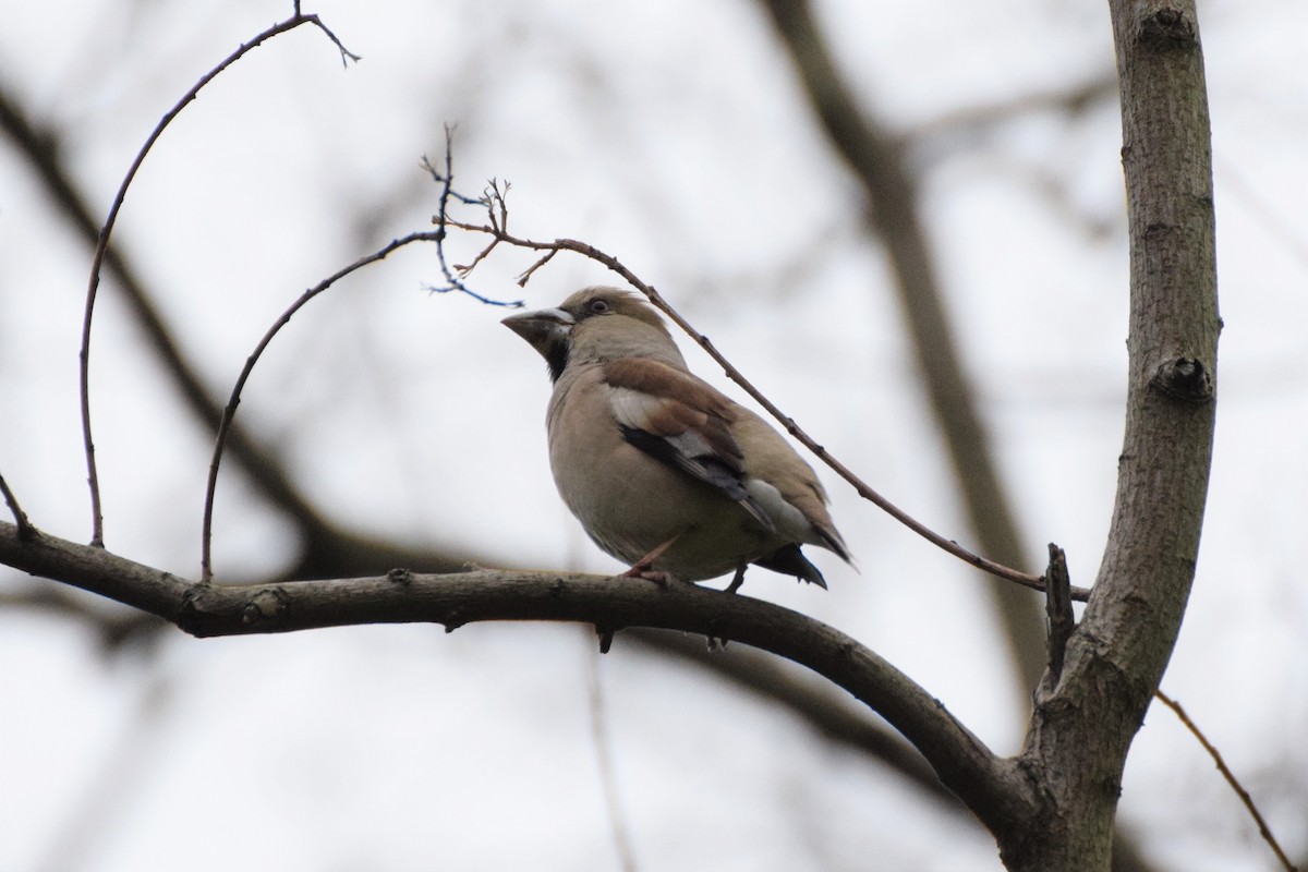 Hawfinch - ML554170291