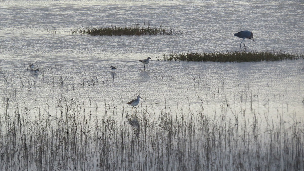 Semipalmated Plover - ML554170521