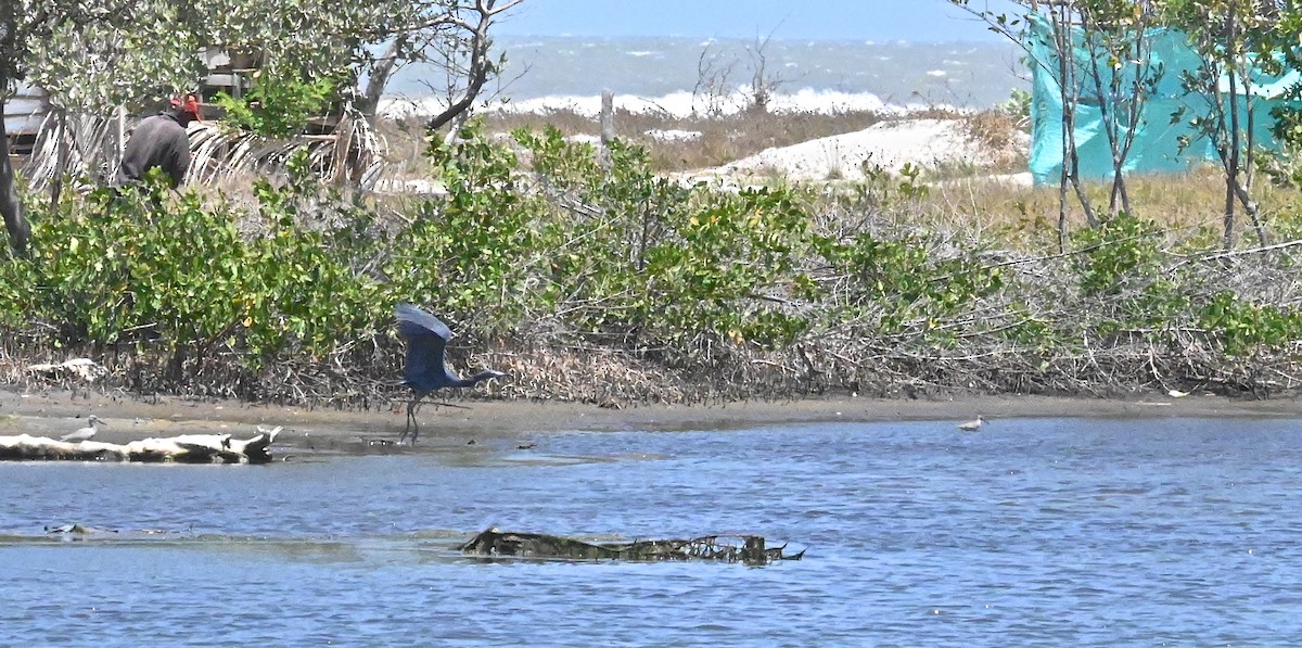 Little Blue Heron - ML554170671