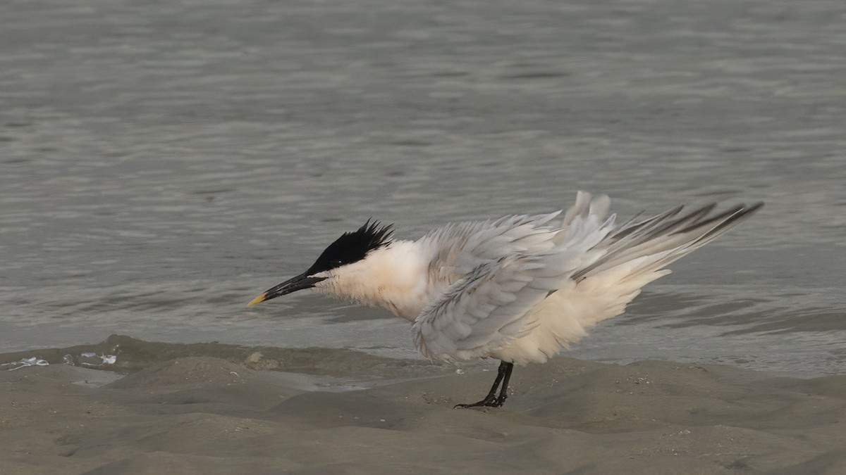 Sandwich Tern - ML554171231