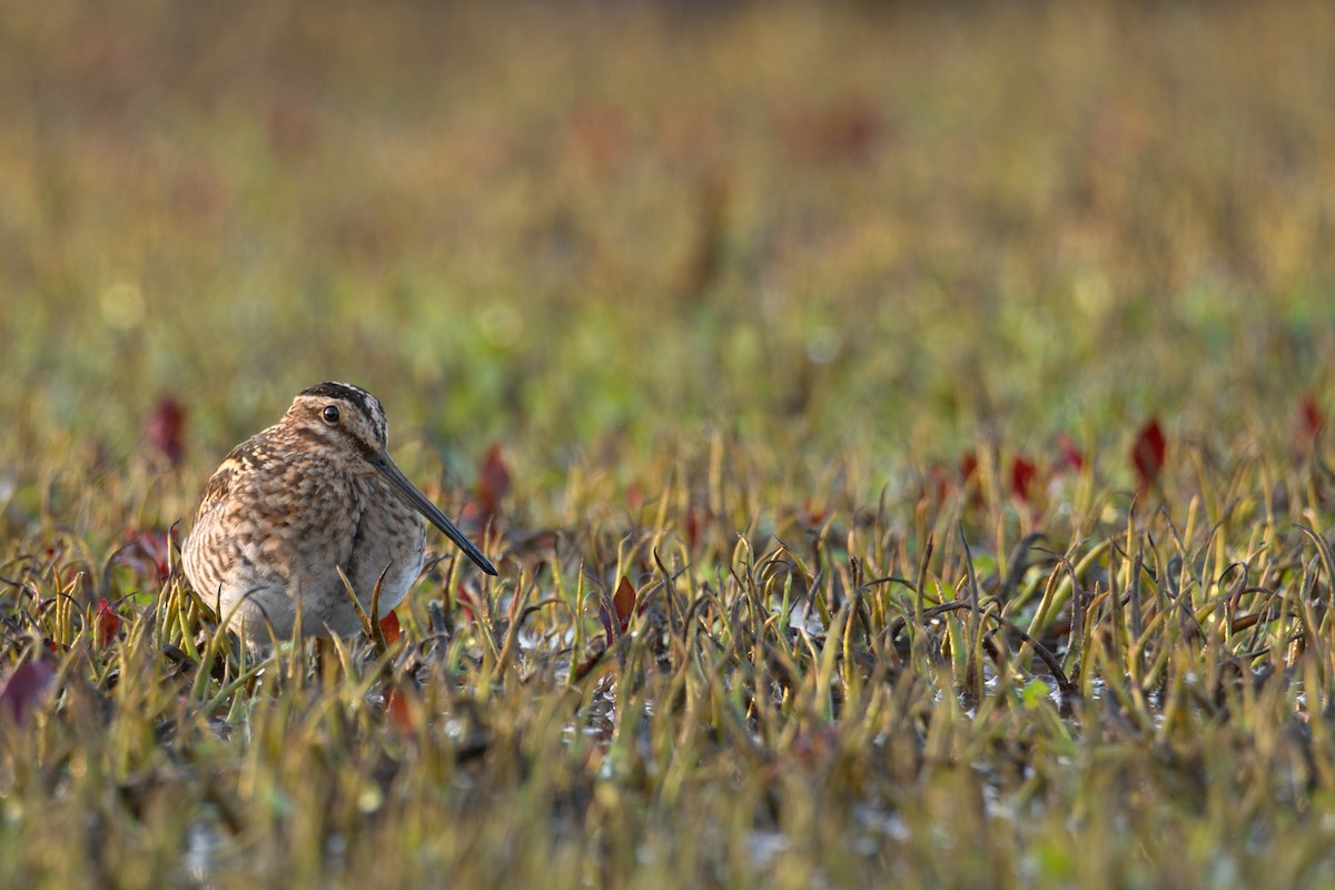 Wilson's Snipe - ML554171441