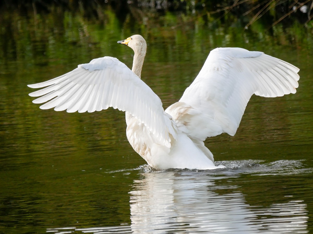 Whooper Swan - ML554172341