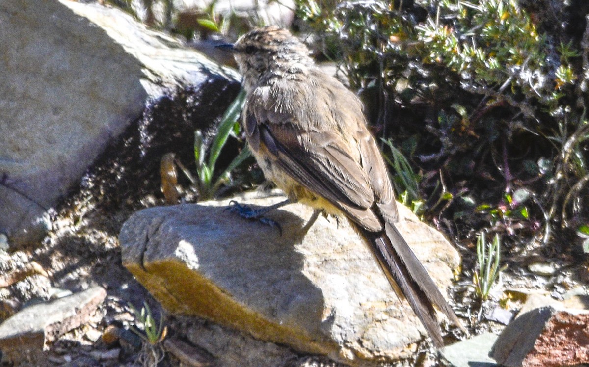 Plain-mantled Tit-Spinetail - ML554172421