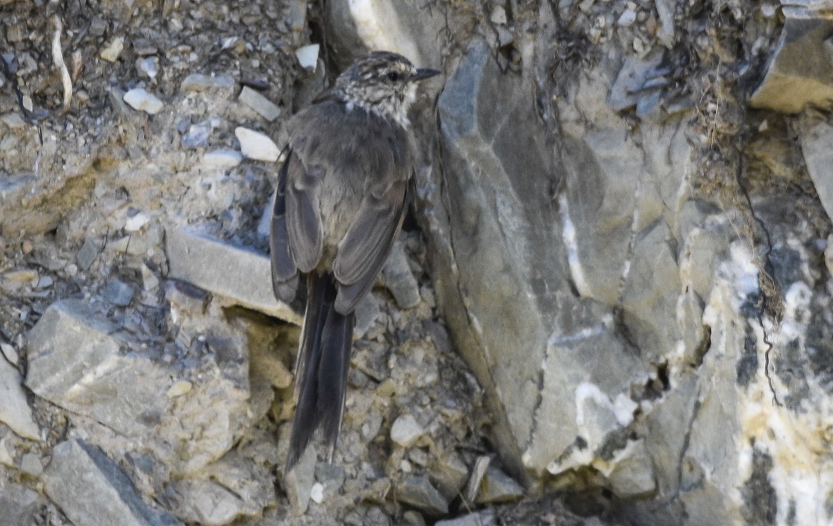 Plain-mantled Tit-Spinetail - ML554172431