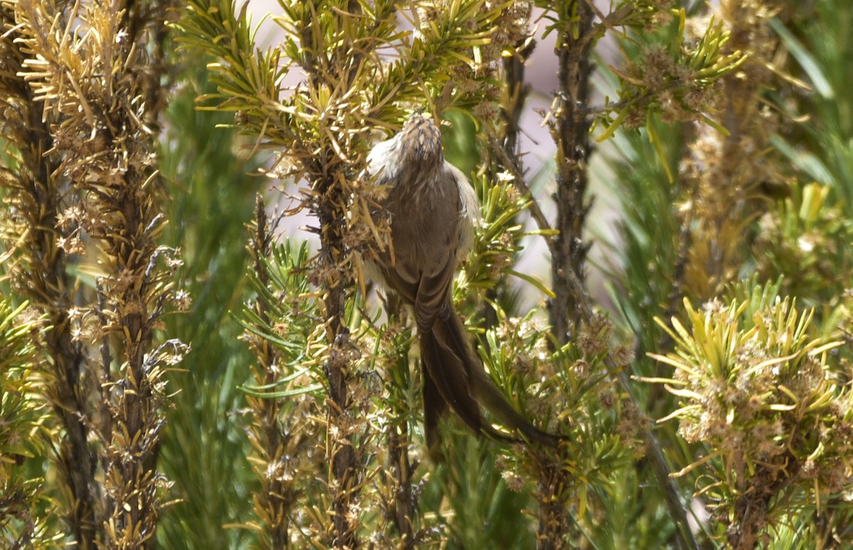 Plain-mantled Tit-Spinetail - ML554172441