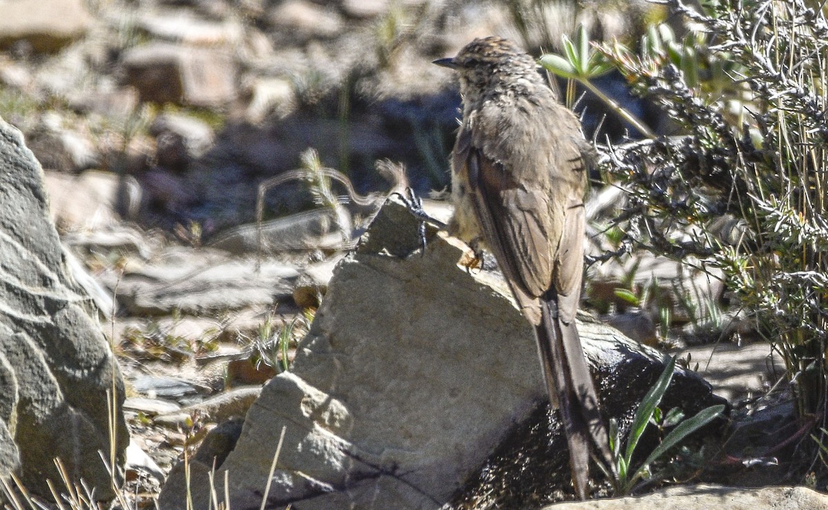 Plain-mantled Tit-Spinetail - ML554172451