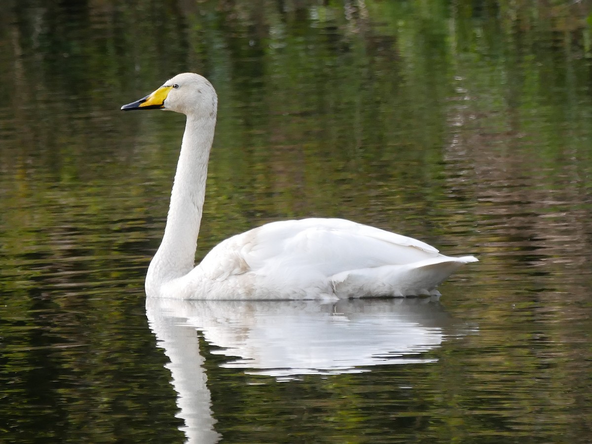 Whooper Swan - ML554173141