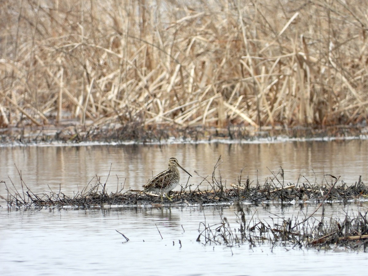 Wilson's Snipe - ML554174091