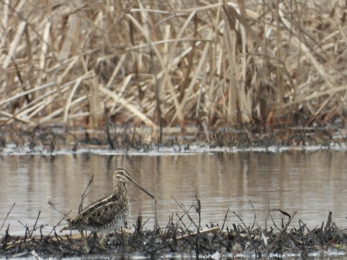 Wilson's Snipe - ML554174101