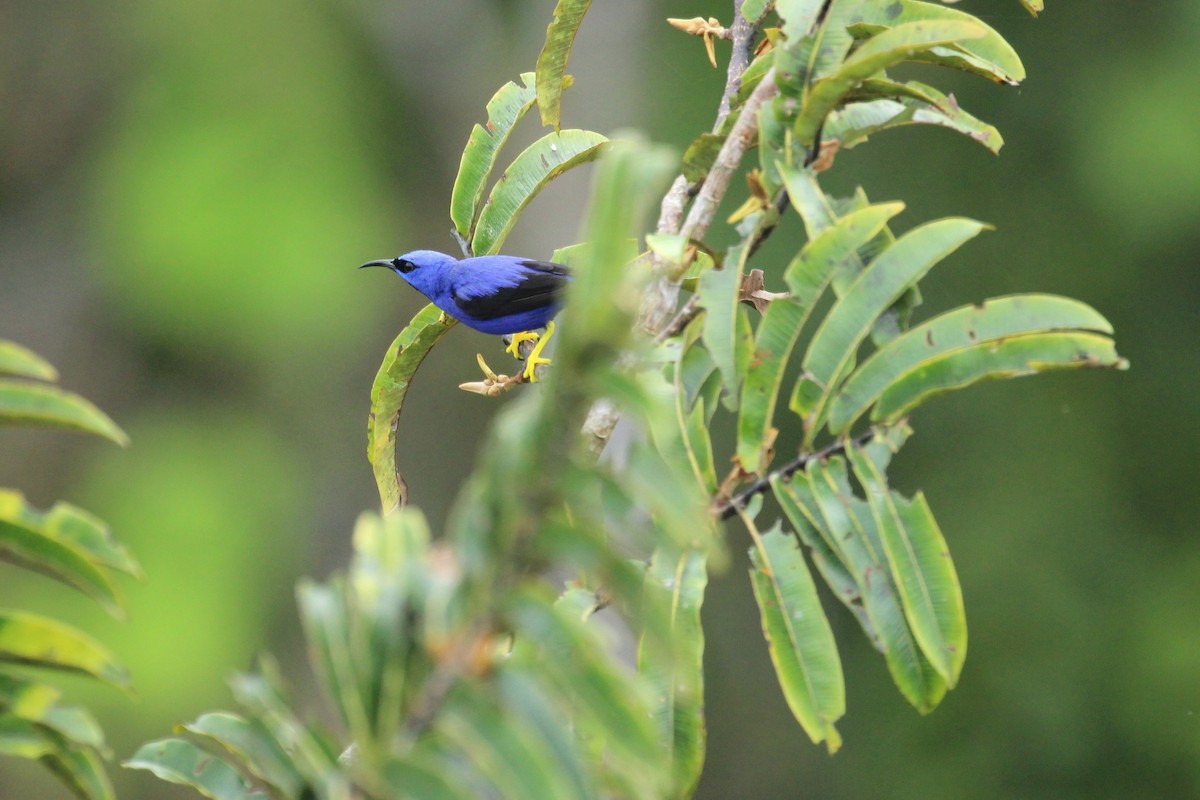 Purple Honeycreeper - Chuck Gates