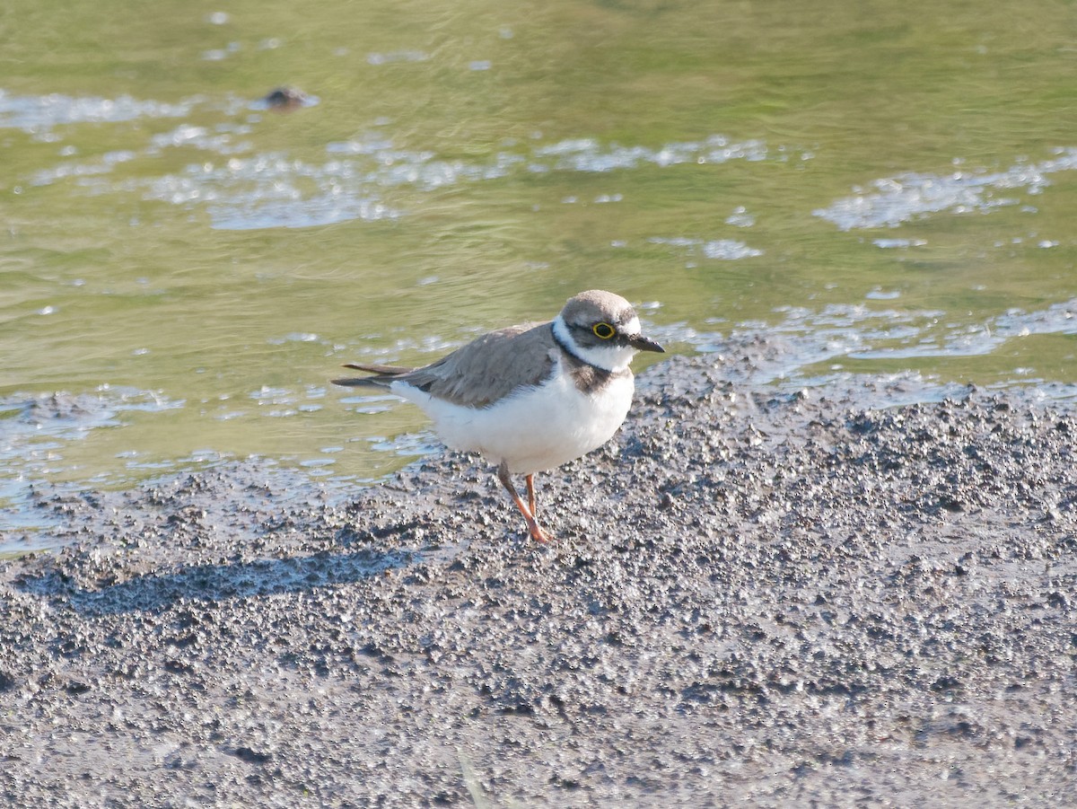 Little Ringed Plover - ML554175631