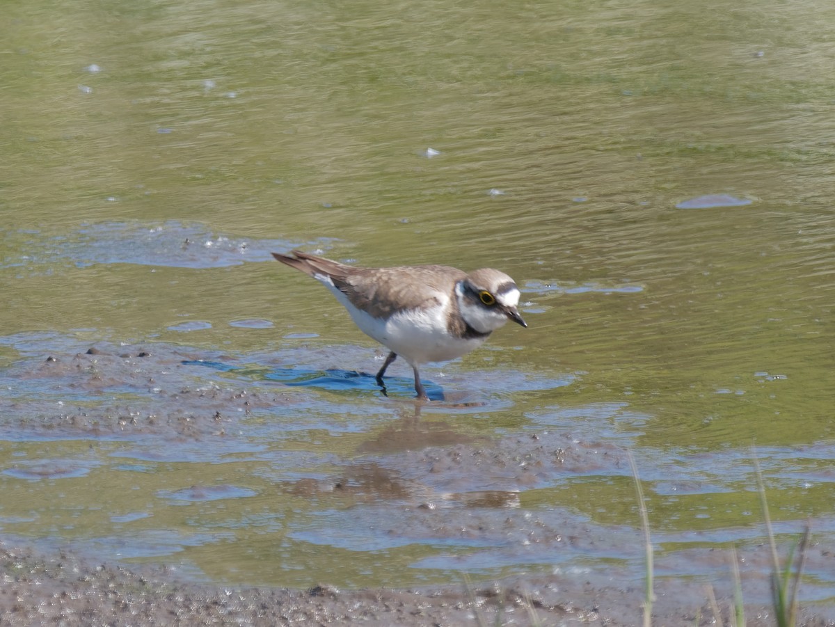 Little Ringed Plover - ML554175911