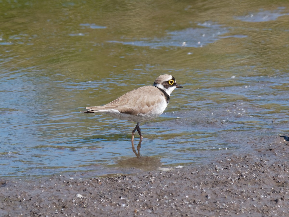 Little Ringed Plover - ML554175921