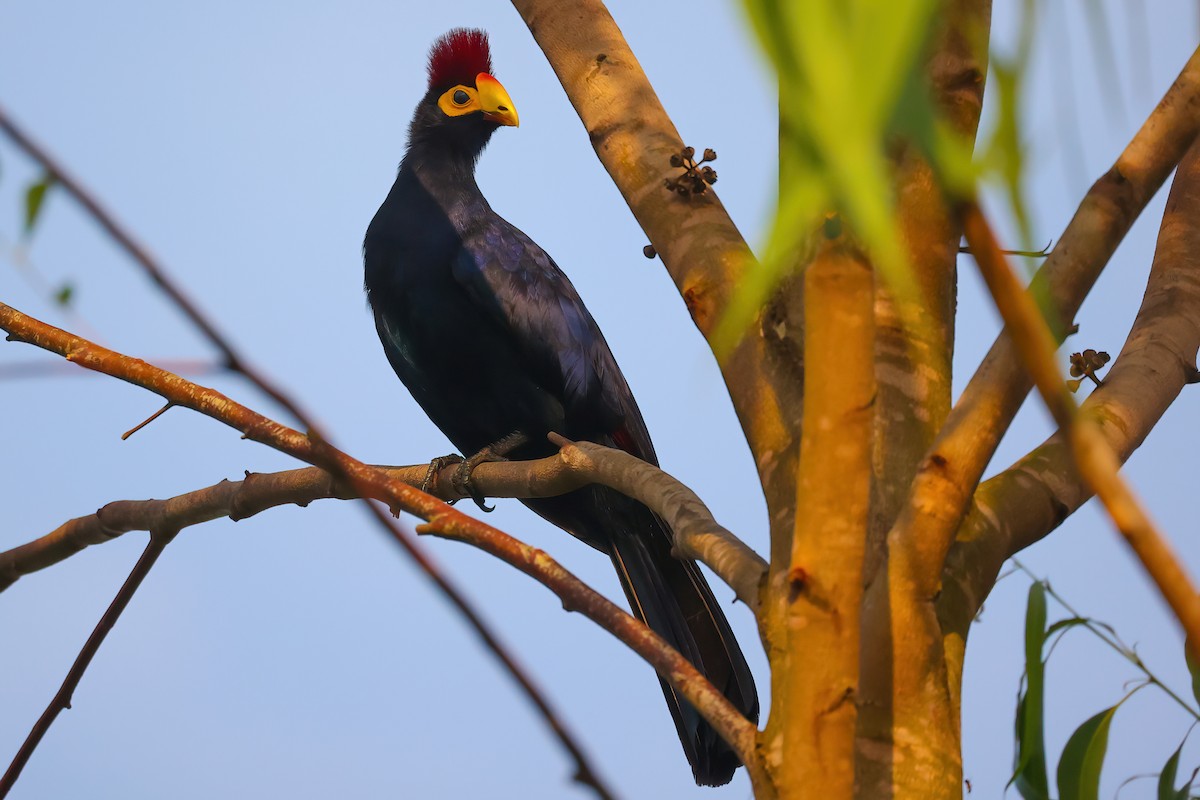 Ross's Turaco - ML554176291