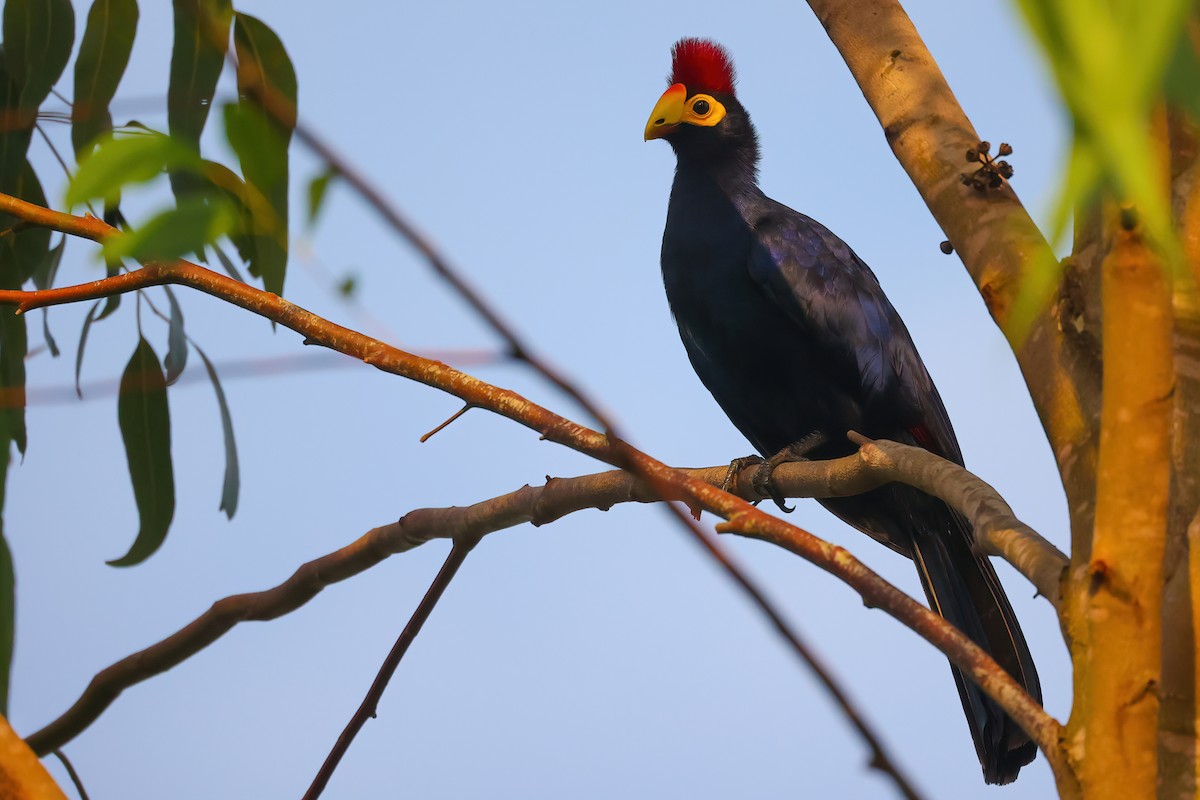 Ross's Turaco - ML554176321