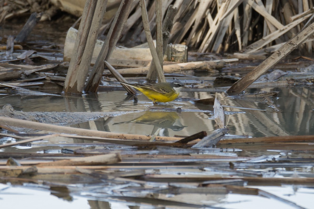 Western Yellow Wagtail (iberiae) - ML554176481