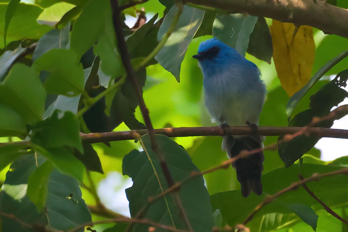 African Blue Flycatcher - Jaap Velden