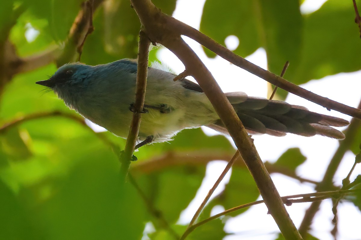 African Blue Flycatcher - Jaap Velden