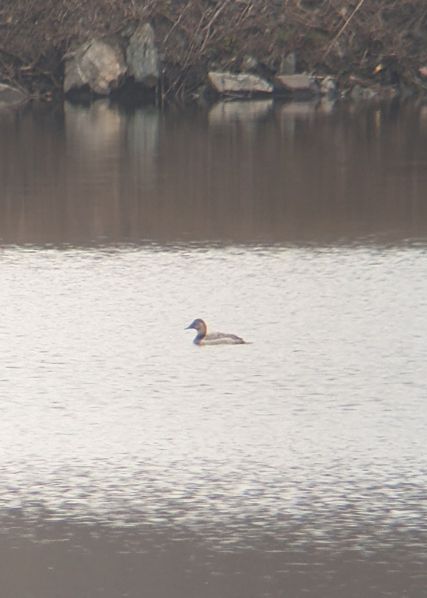 Canvasback - ML554176581