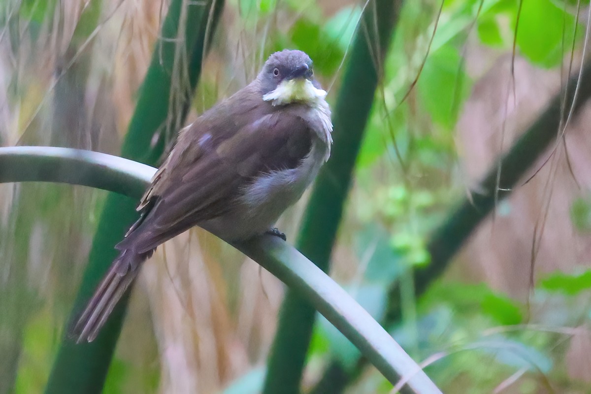 Yellow-throated Greenbul - ML554176701