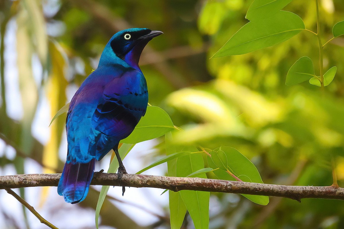 Splendid Starling - ML554176861