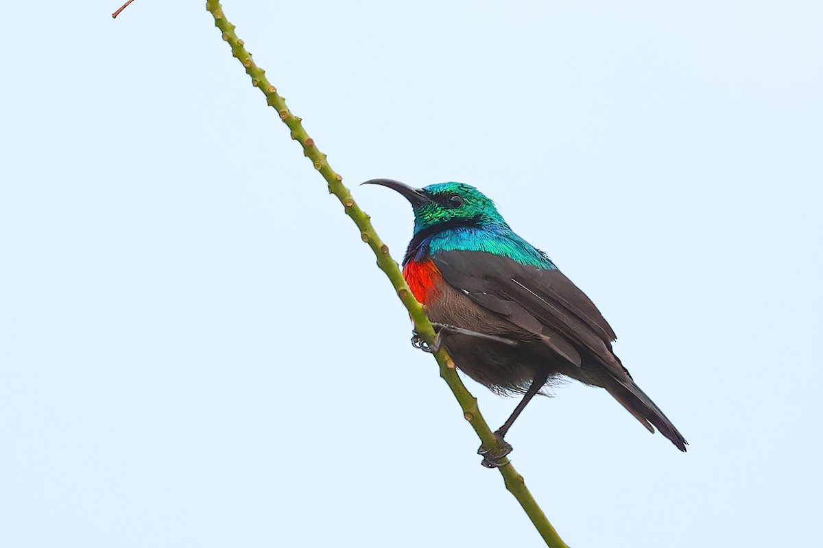 Olive-bellied Sunbird - ML554176911