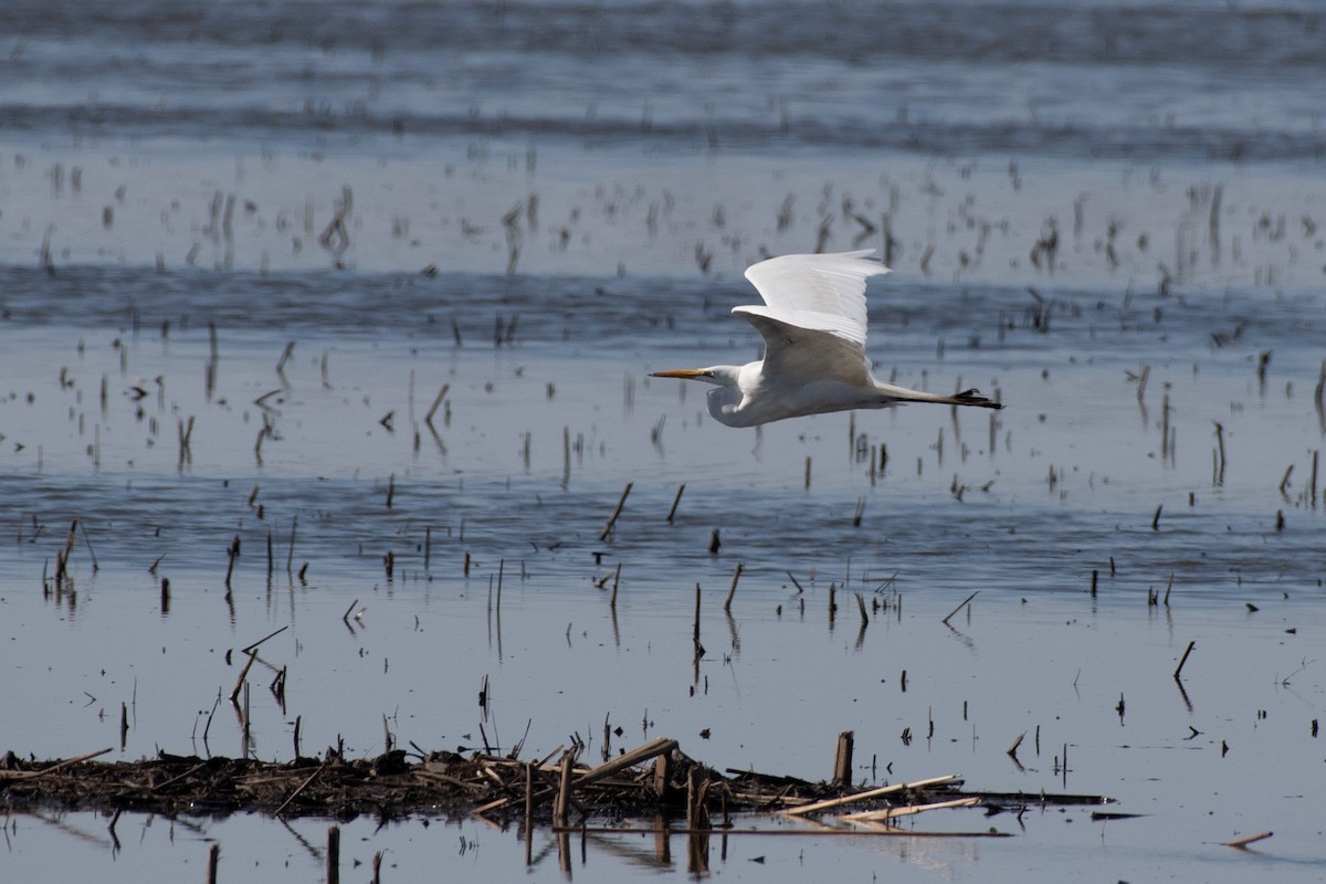 Great Egret - ML554179221