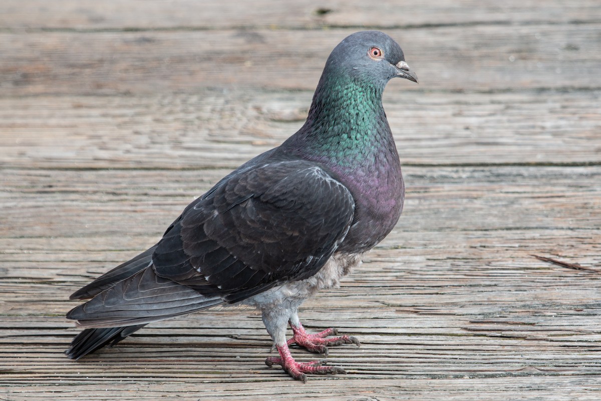 Rock Pigeon (Feral Pigeon) - ML554179431