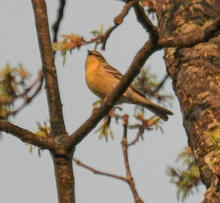 Pine Warbler - ML554179701