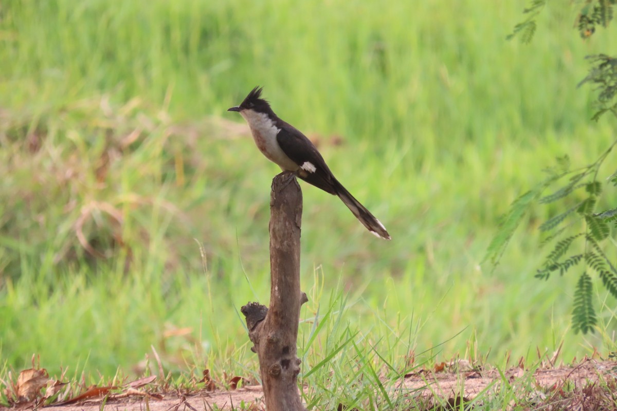 Pied Cuckoo - ML554179951