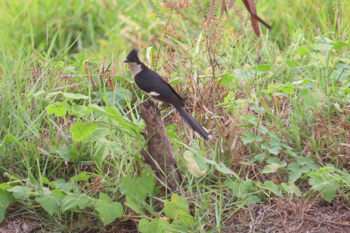 Pied Cuckoo - ML554179971