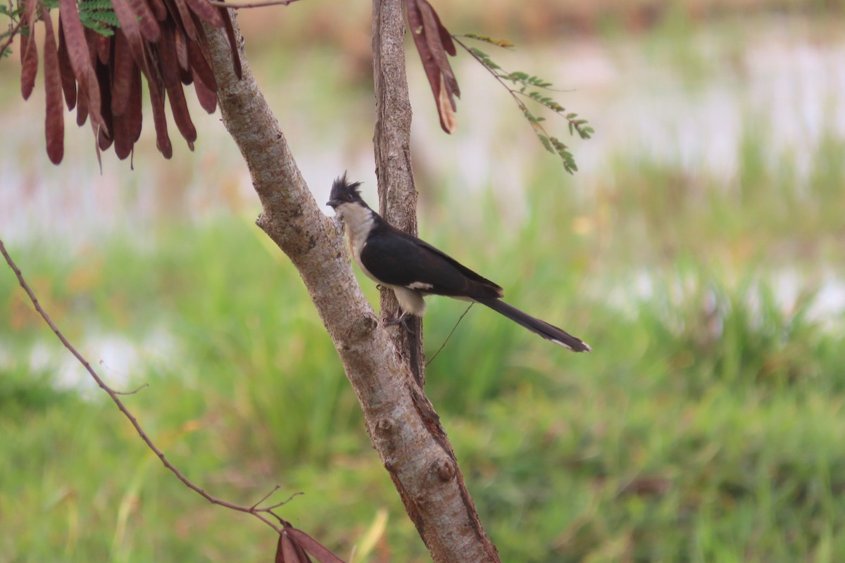 Pied Cuckoo - ML554180011