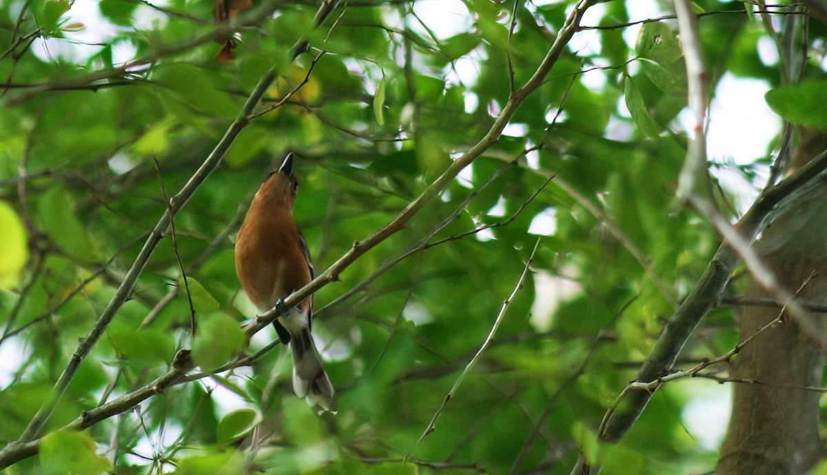 Tinian Monarch - ML554180631