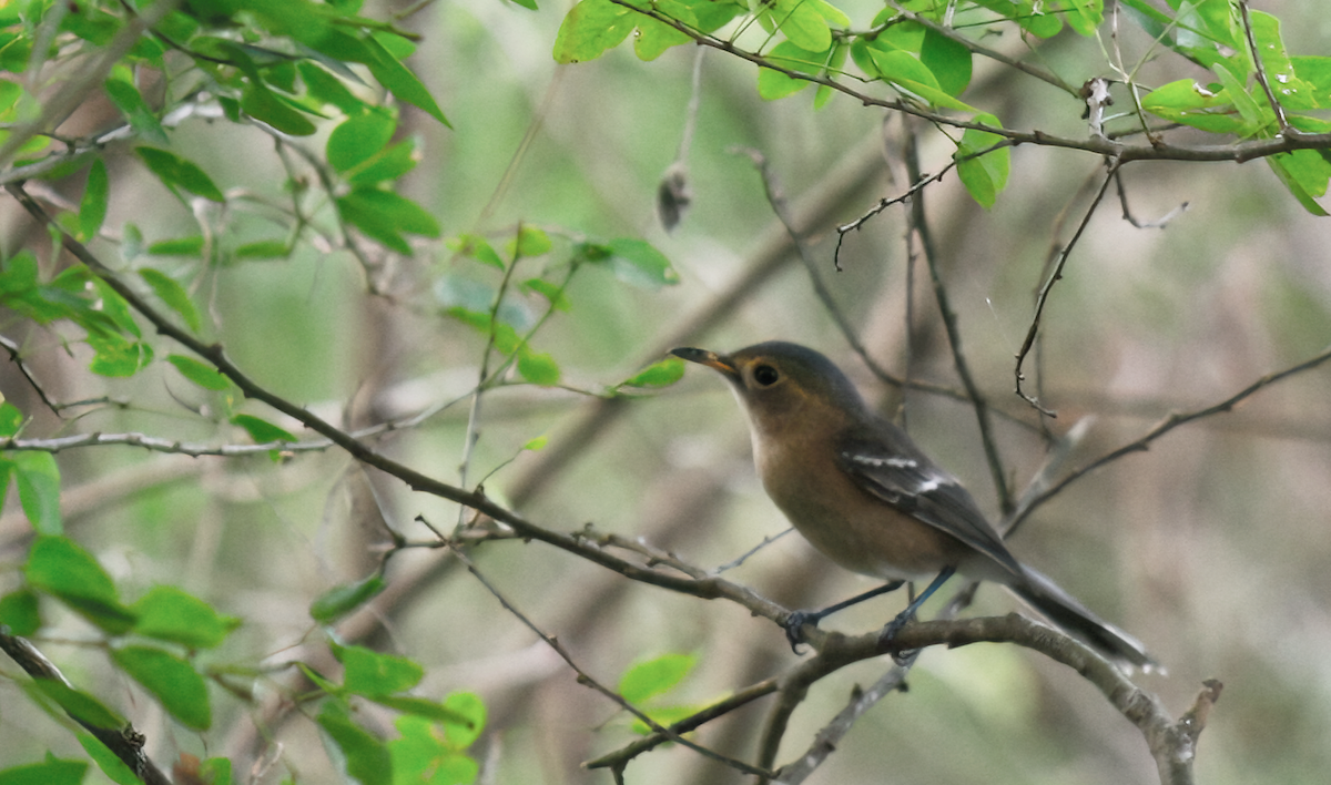 Tinian Monarch - ML554180811