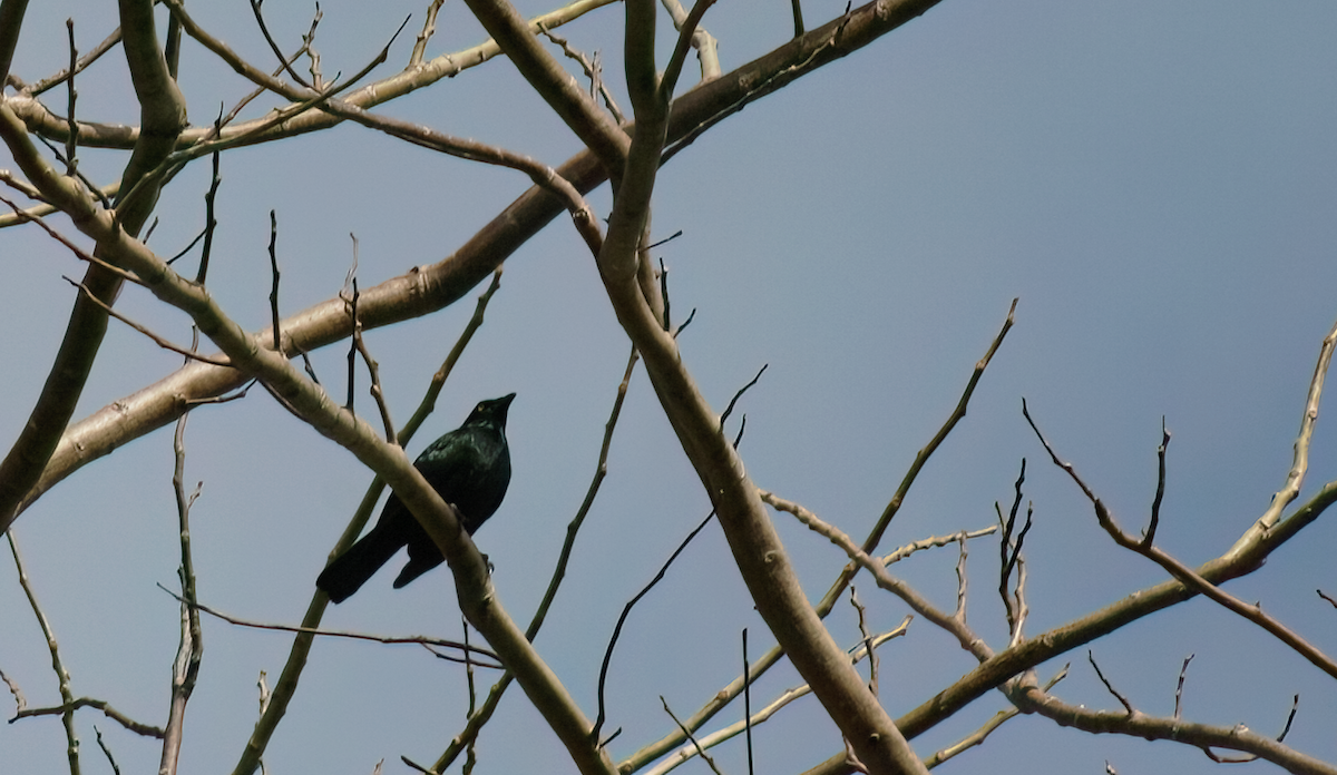 Micronesian Starling - ML554180971