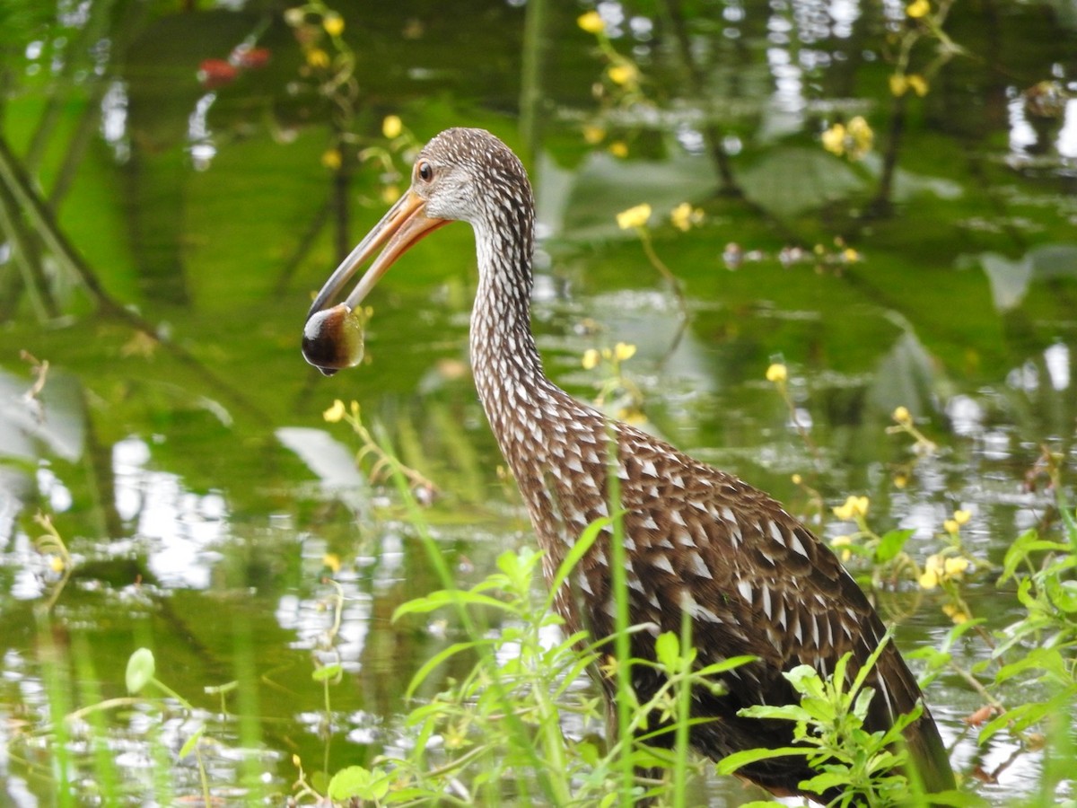 Limpkin - Cate Igo