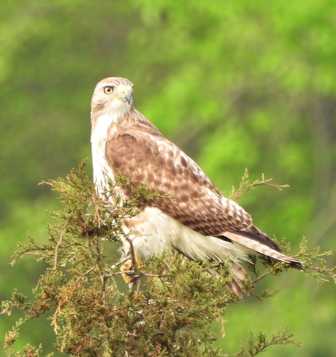 Red-tailed Hawk - ML554181281