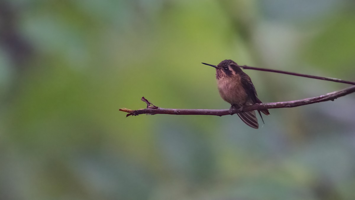 Speckled Hummingbird - Pablo Re