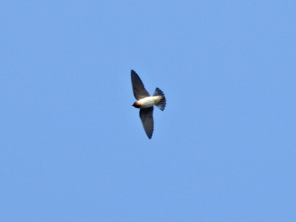 Cliff Swallow - ML554183161