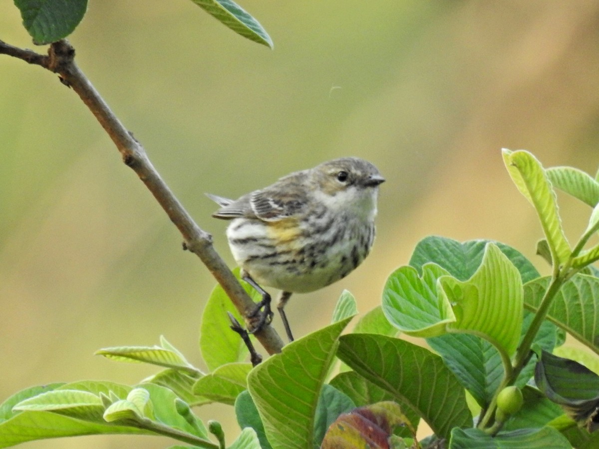 Yellow-rumped Warbler - ML554183511